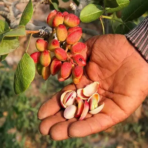 خانه پسته قطب خراسان